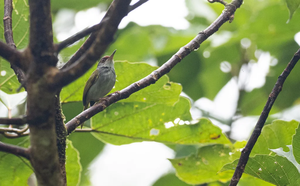吕宋缝叶莺(Orthotomus frontalis)