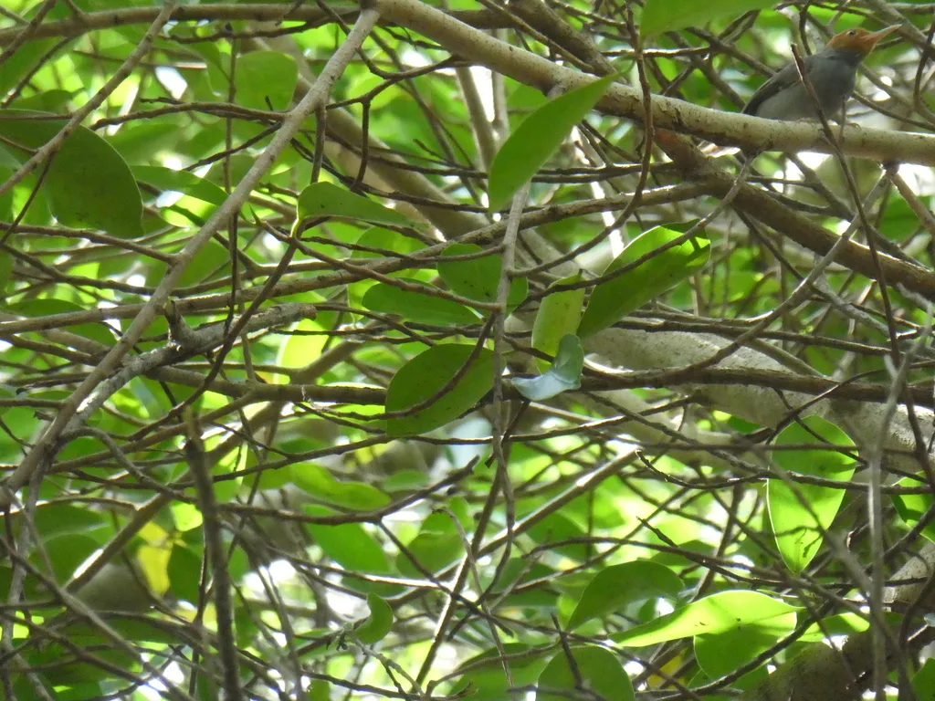 灰缝叶莺（Orthotomus ruficeps）