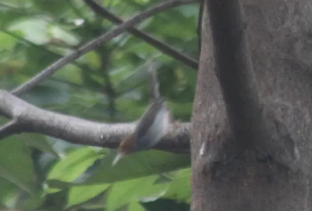 灰缝叶莺（Orthotomus ruficeps）