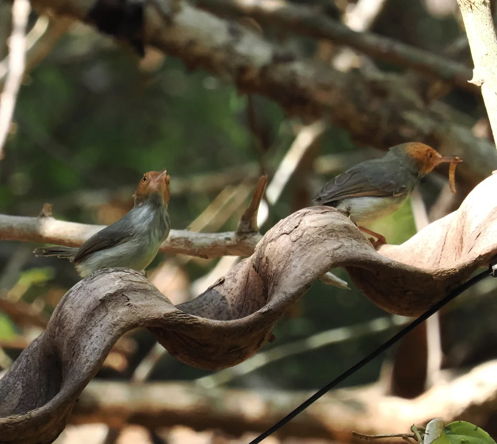 爪哇缝叶莺(Orthotomus sepium)