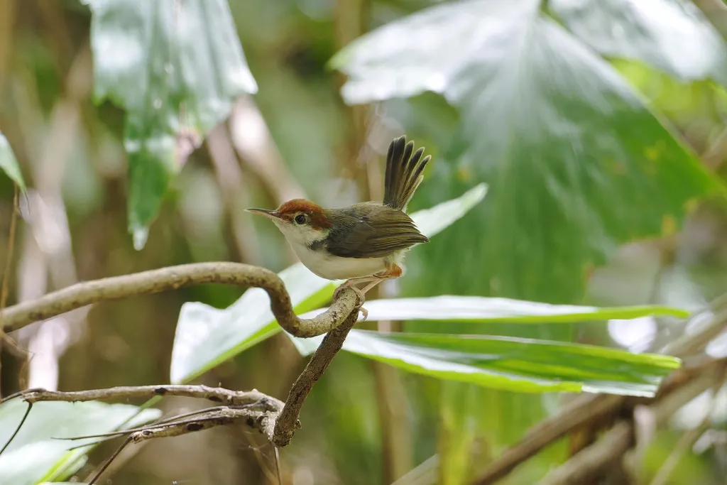 红头缝叶莺(Orthotomus sericeus)