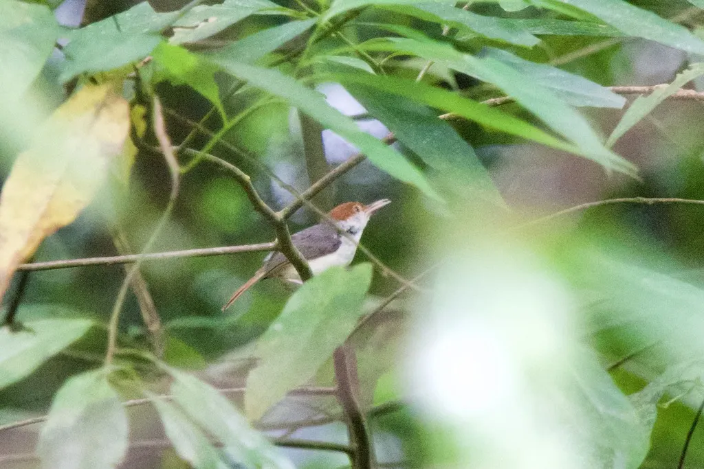 红头缝叶莺(Orthotomus sericeus)