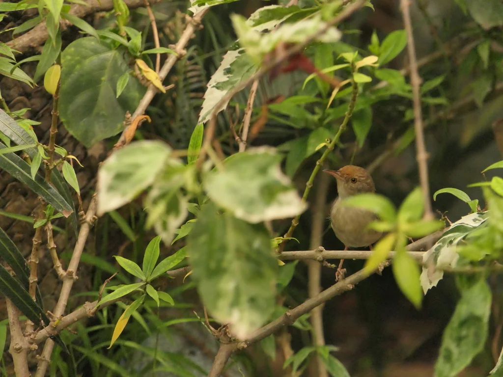 长尾缝叶莺(Orthotomus sutorius)