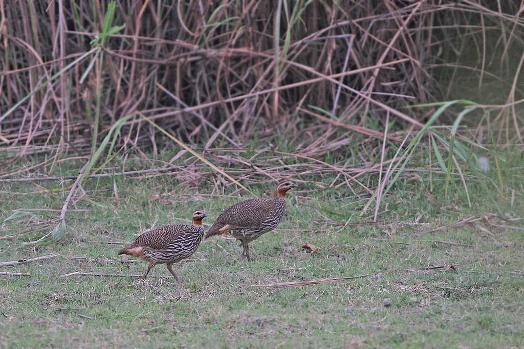 沼泽鹧鸪(Ortygornis gularis)