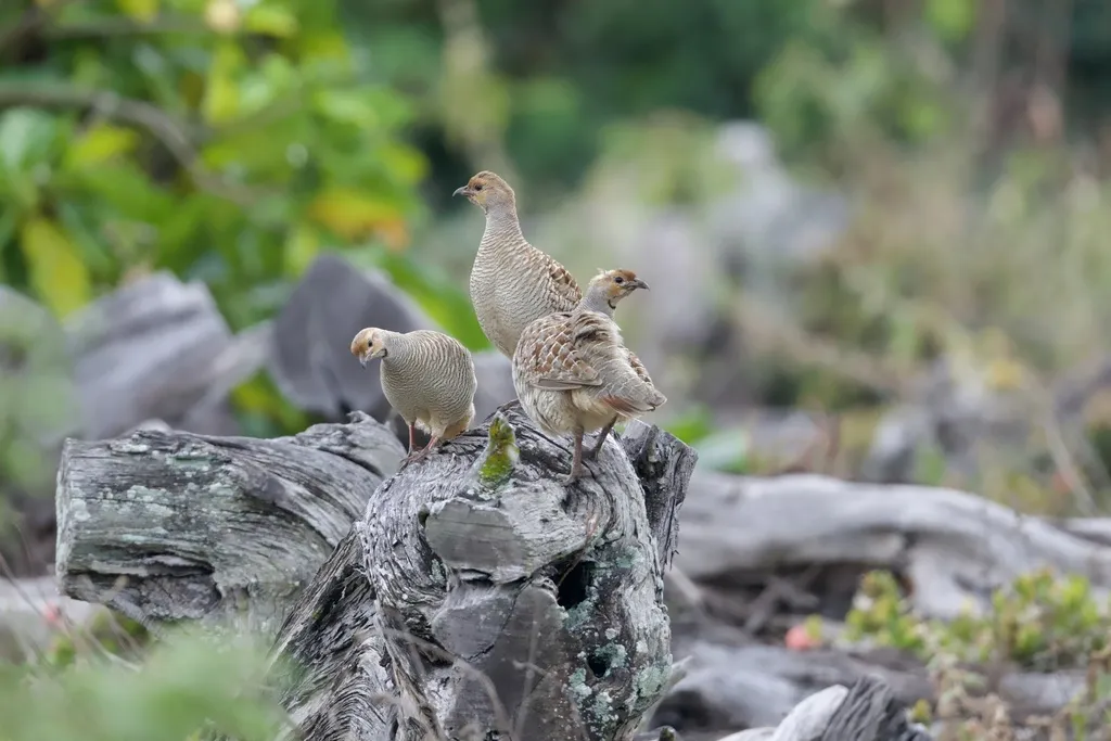 灰鹧鸪(Ortygornis pondicerianus)