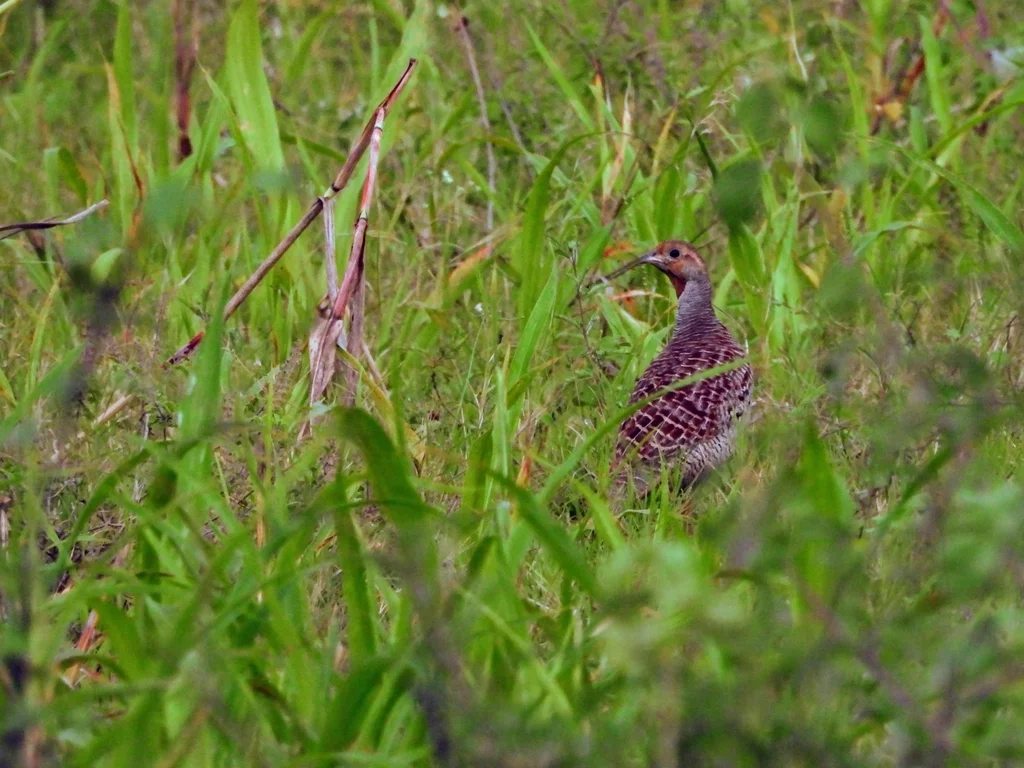 灰鹧鸪(Ortygornis pondicerianus)