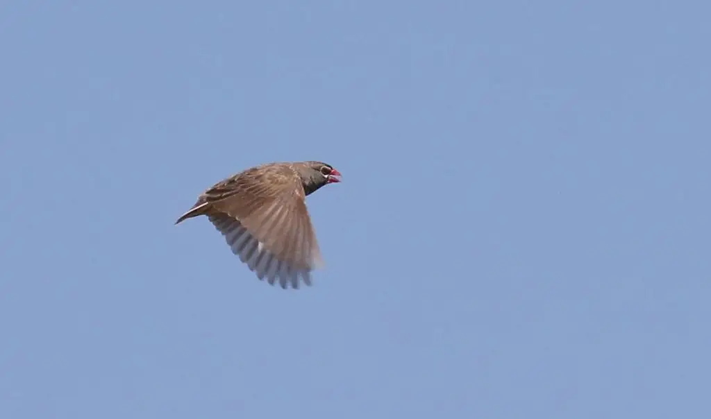 黑喉鹑雀(Ortygospiza atricollis)