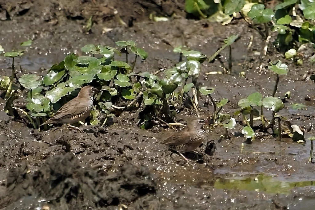 黑喉鹑雀(Ortygospiza atricollis)