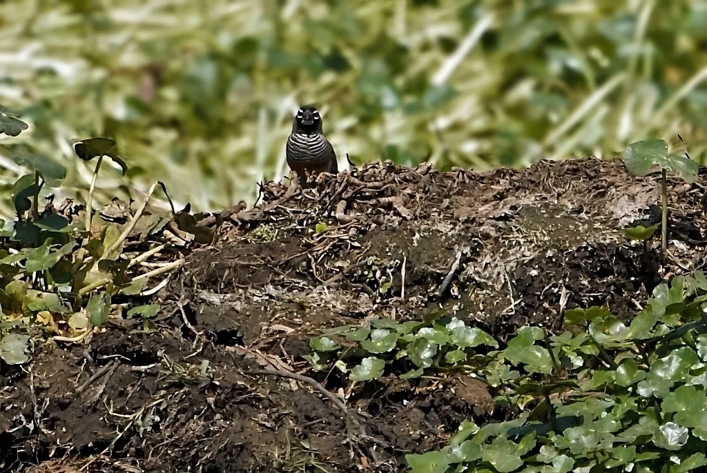 黑喉鹑雀(Ortygospiza atricollis)