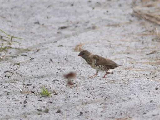 黑喉鹑雀(Ortygospiza atricollis)