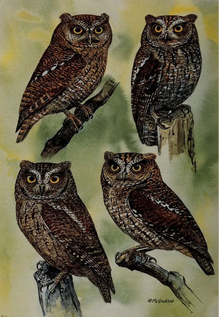 尼科巴角鸮(Otus alius)