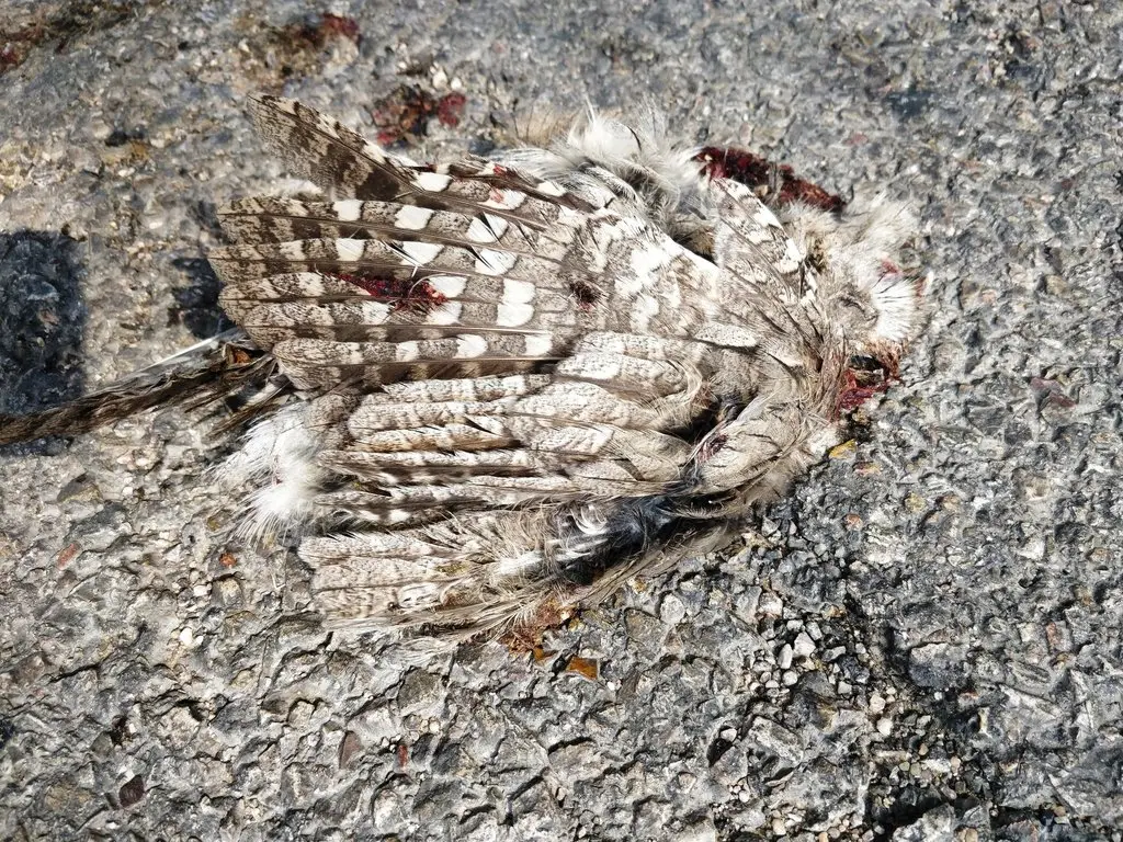 纵纹角鸮(Otus brucei)