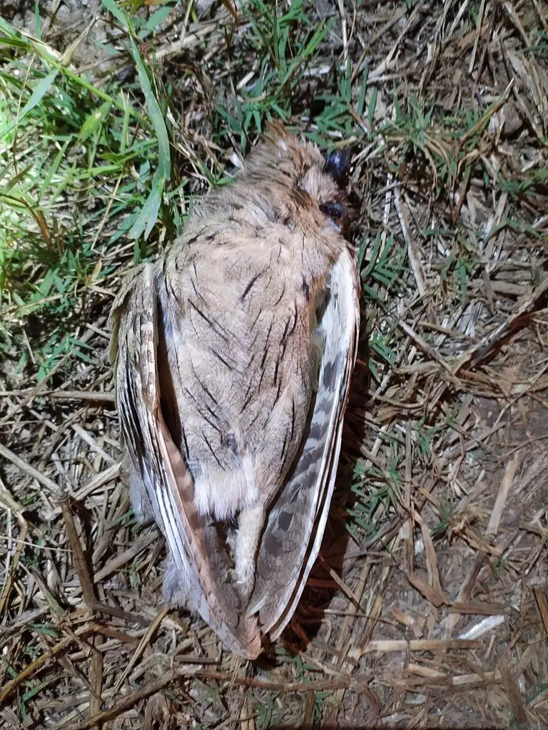 纵纹角鸮(Otus brucei)