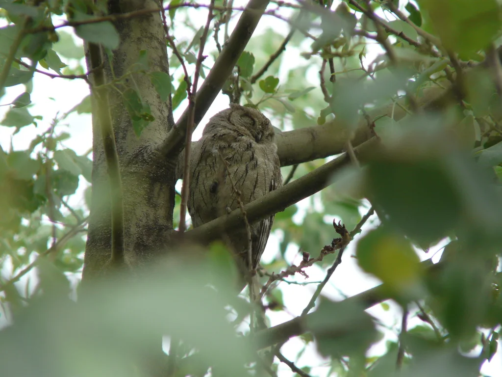 纵纹角鸮(Otus brucei)