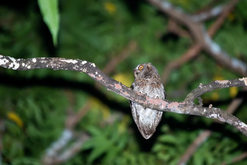 琉球角鸮(Otus elegans)