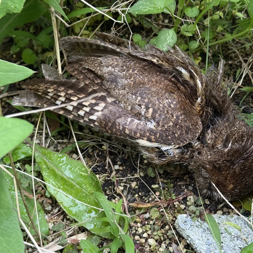 琉球角鸮(Otus elegans)