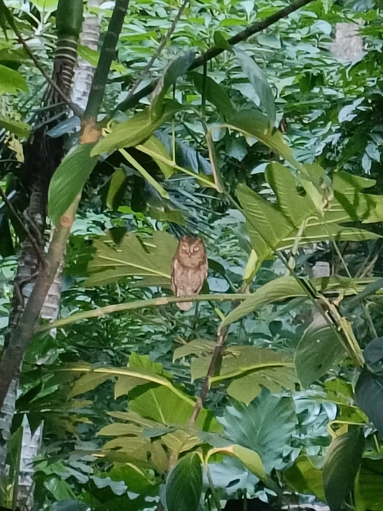 琉球角鸮(Otus elegans)