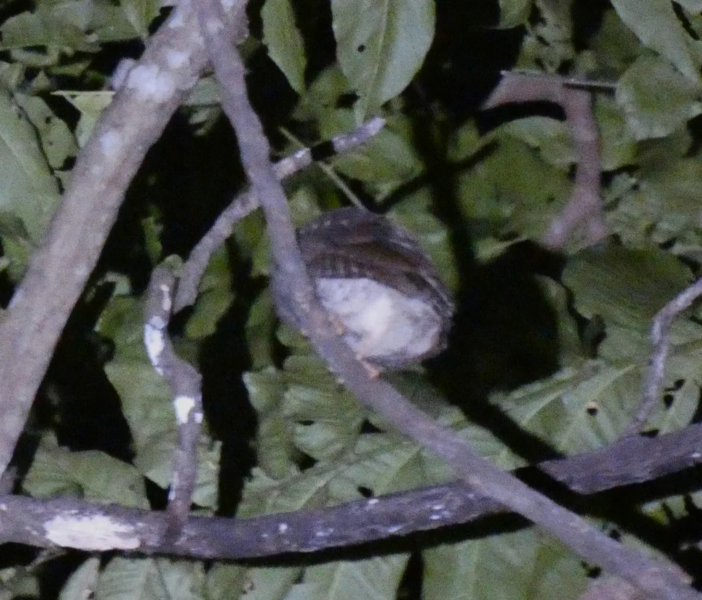 林加尼角鸮(Otus jolandae)