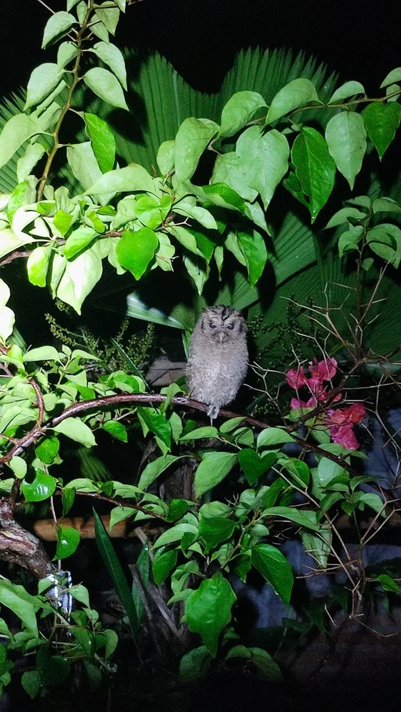 巽他领角鸮(Otus lempiji)