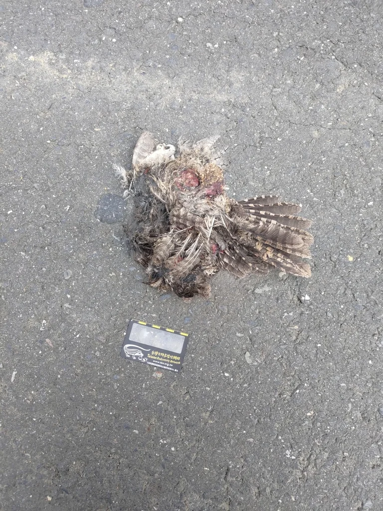 领角鸮(Otus lettia)