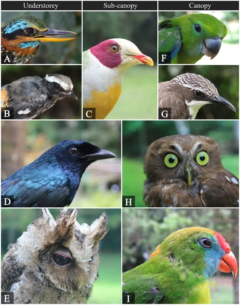 菲律宾角鸮(Otus megalotis)