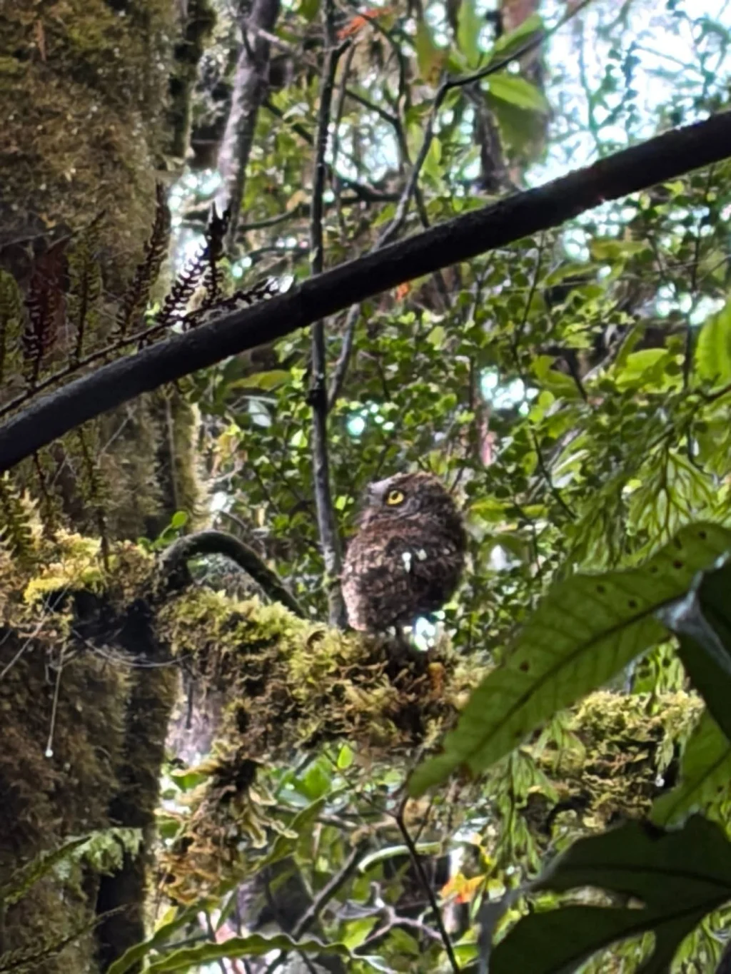 棉兰角鸮(Otus mirus)