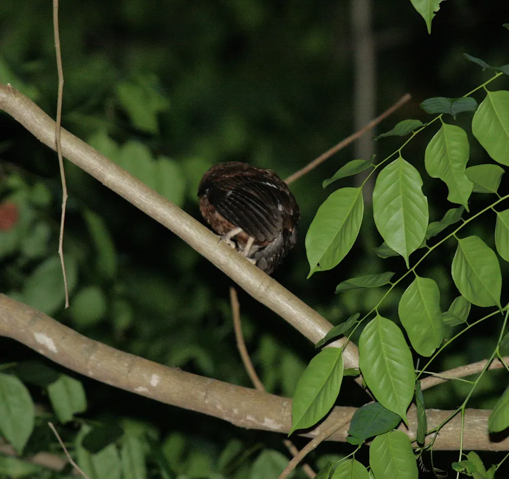 莫岛角鸮(Otus moheliensis)