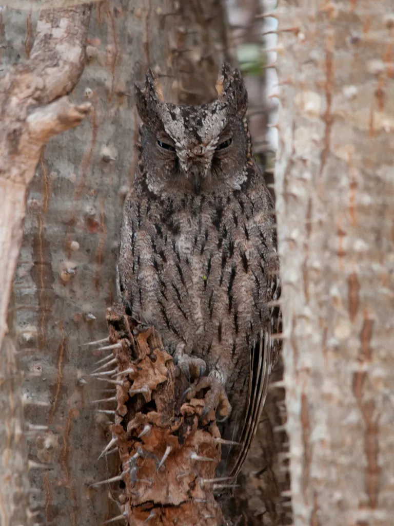 马岛角鸮(Otus rutilus)