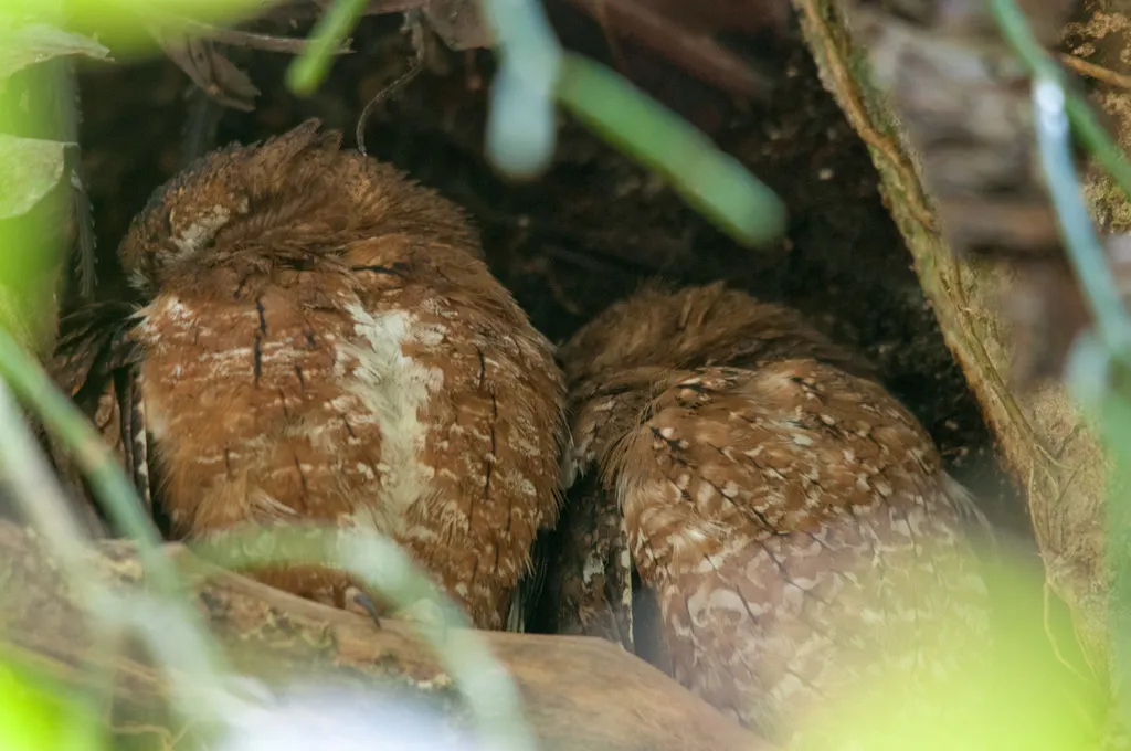 马岛角鸮(Otus rutilus)