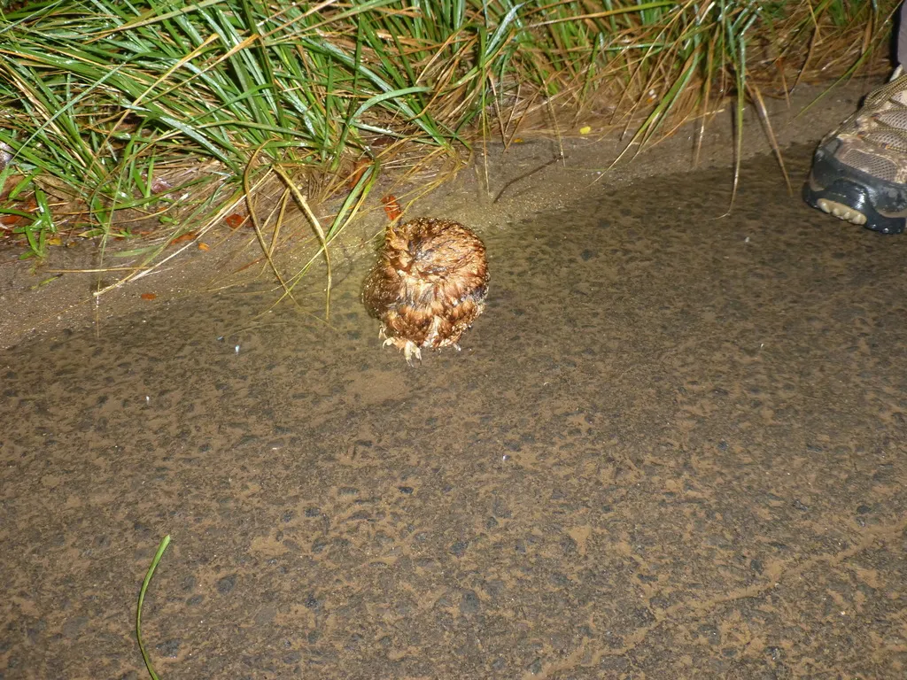 马岛角鸮(Otus rutilus)