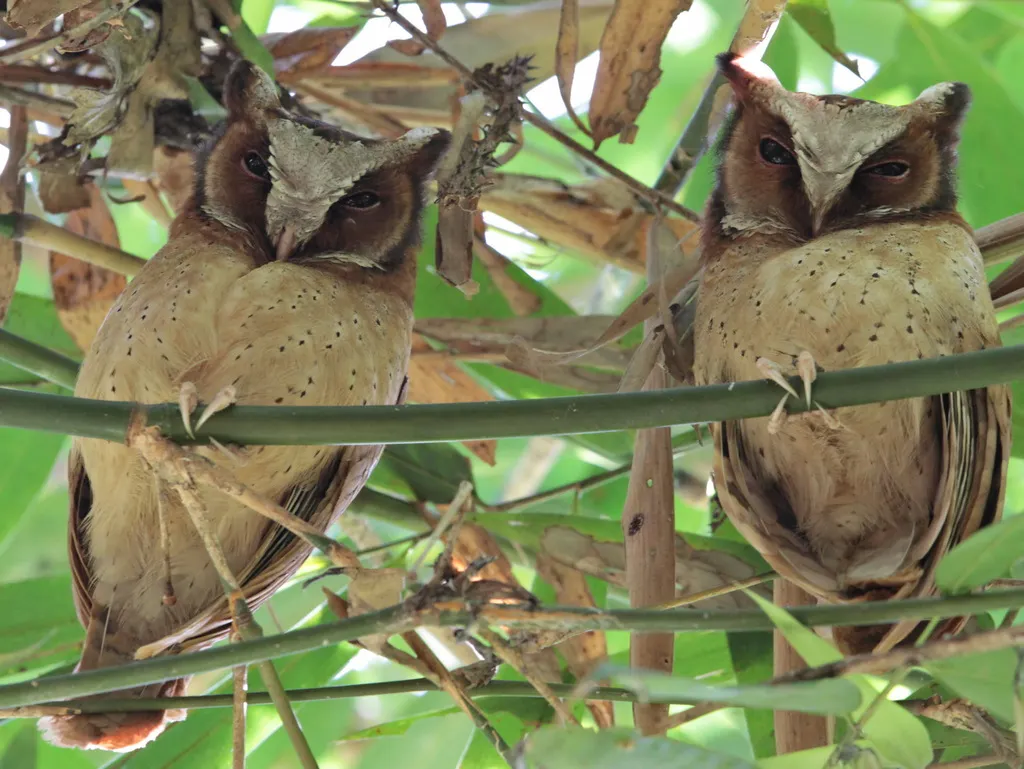 白额角鸮(Otus sagittatus)