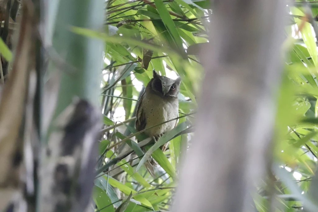 白额角鸮(Otus sagittatus)