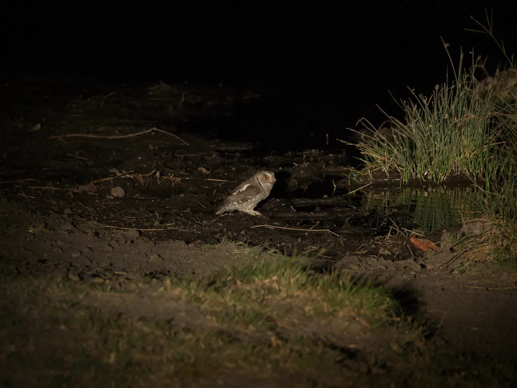 非洲角鸮(Otus senegalensis)