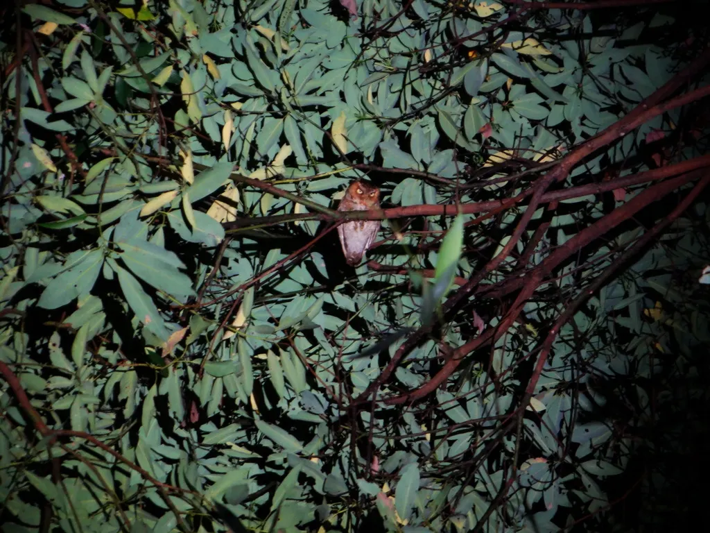黄嘴角鸮(Otus spilocephalus)