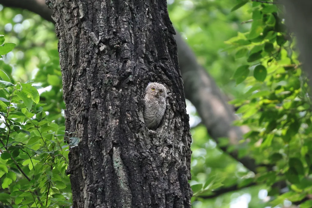 红角鸮(Otus sunia)