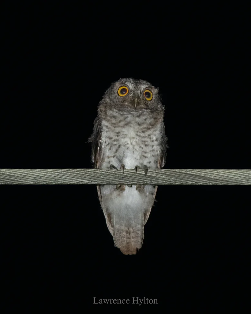 红角鸮(Otus sunia)