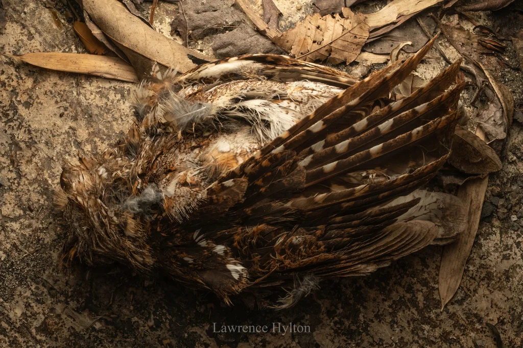 红角鸮(Otus sunia)