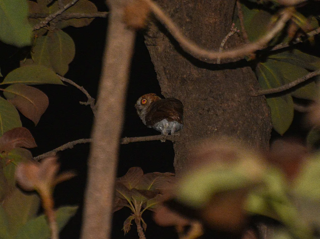 红角鸮(Otus sunia)