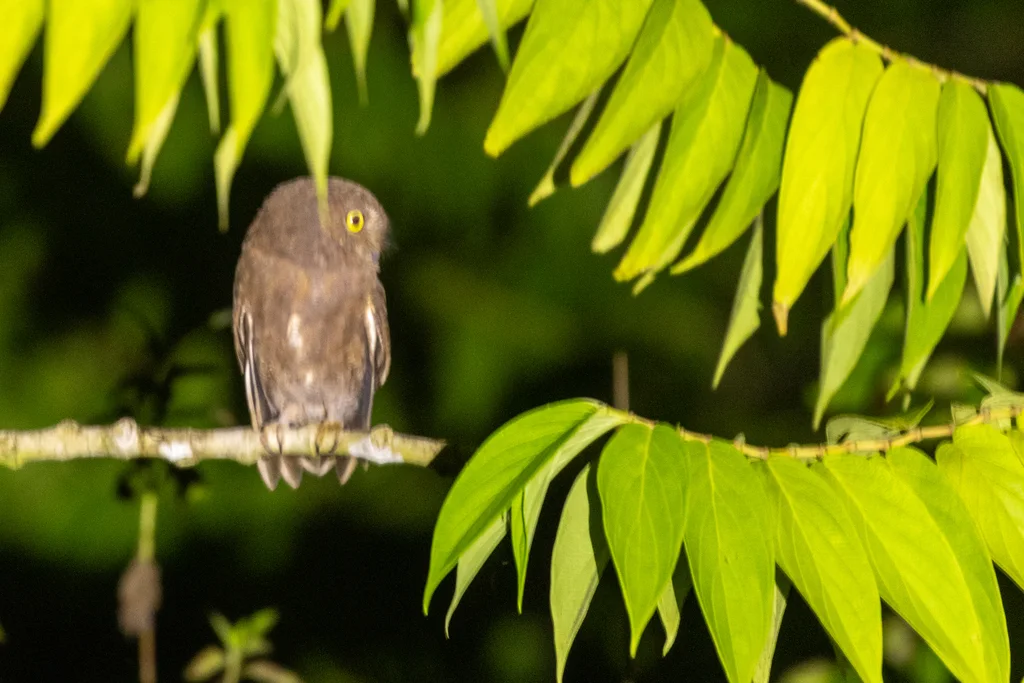 栗角鸮(Otus umbra)