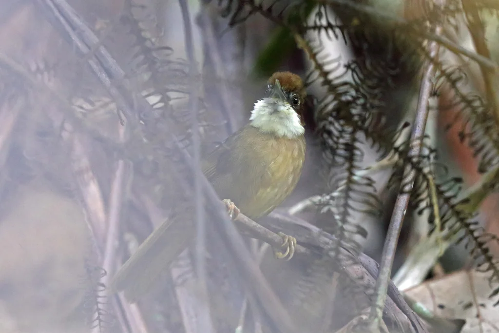 白喉马岛莺(Oxylabes madagascariensis)