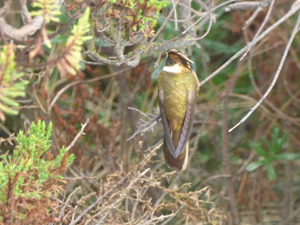 蓝髯蜂鸟（Oxypogon cyanolaemus）