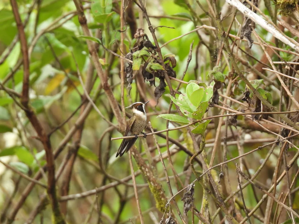 髯蜂鸟(Oxypogon guerinii)