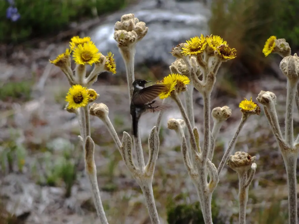白髯蜂鸟(Oxypogon lindenii)