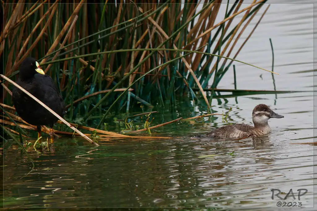 南美硬尾鸭(Oxyura vittata)