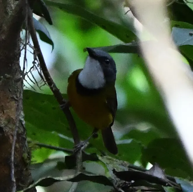 新喀啸鹟(Pachycephala caledonica)