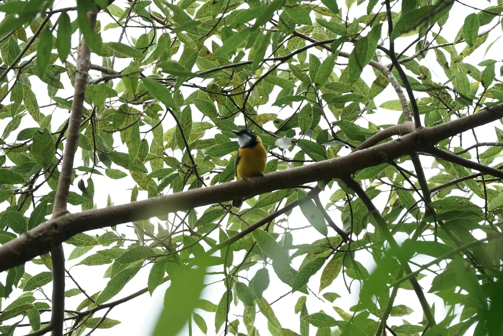 帝汶啸鹟(Pachycephala calliope)
