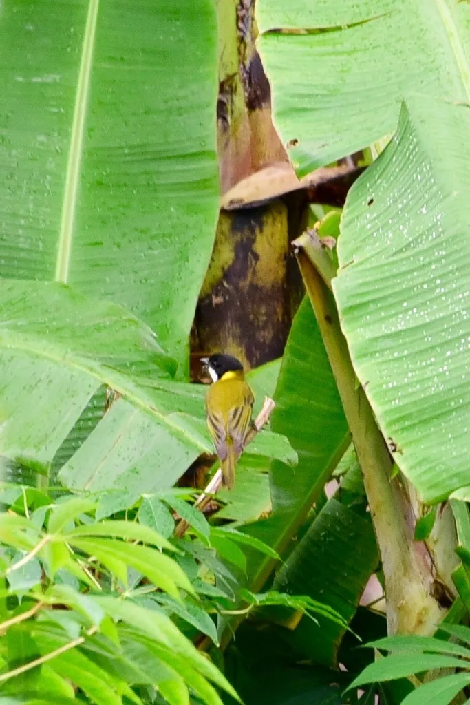 美岛啸鹟(Pachycephala chlorura)