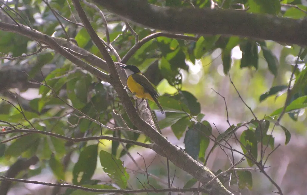 美岛啸鹟(Pachycephala chlorura)