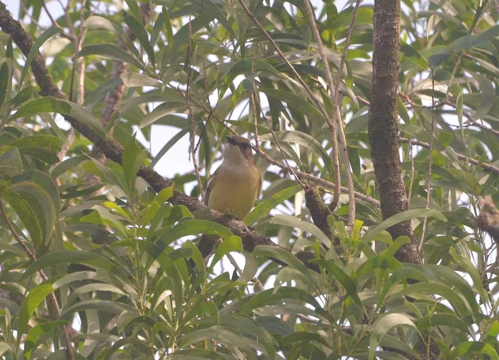 美岛啸鹟(Pachycephala chlorura)