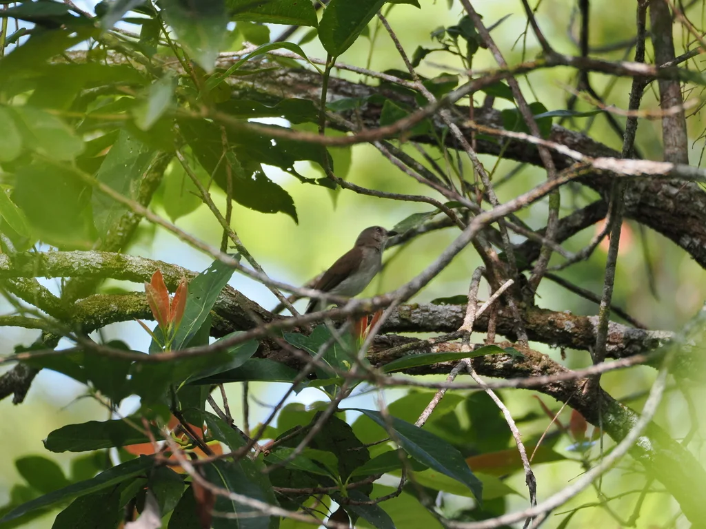 红树啸鹟(Pachycephala cinerea)